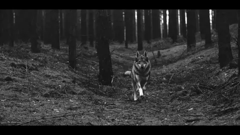 BEHEMOTH - Blow Your trumpets Gabriel